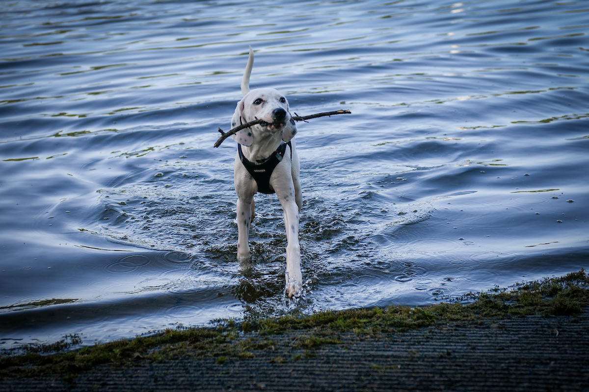 Dog fetching stick at lakeshore